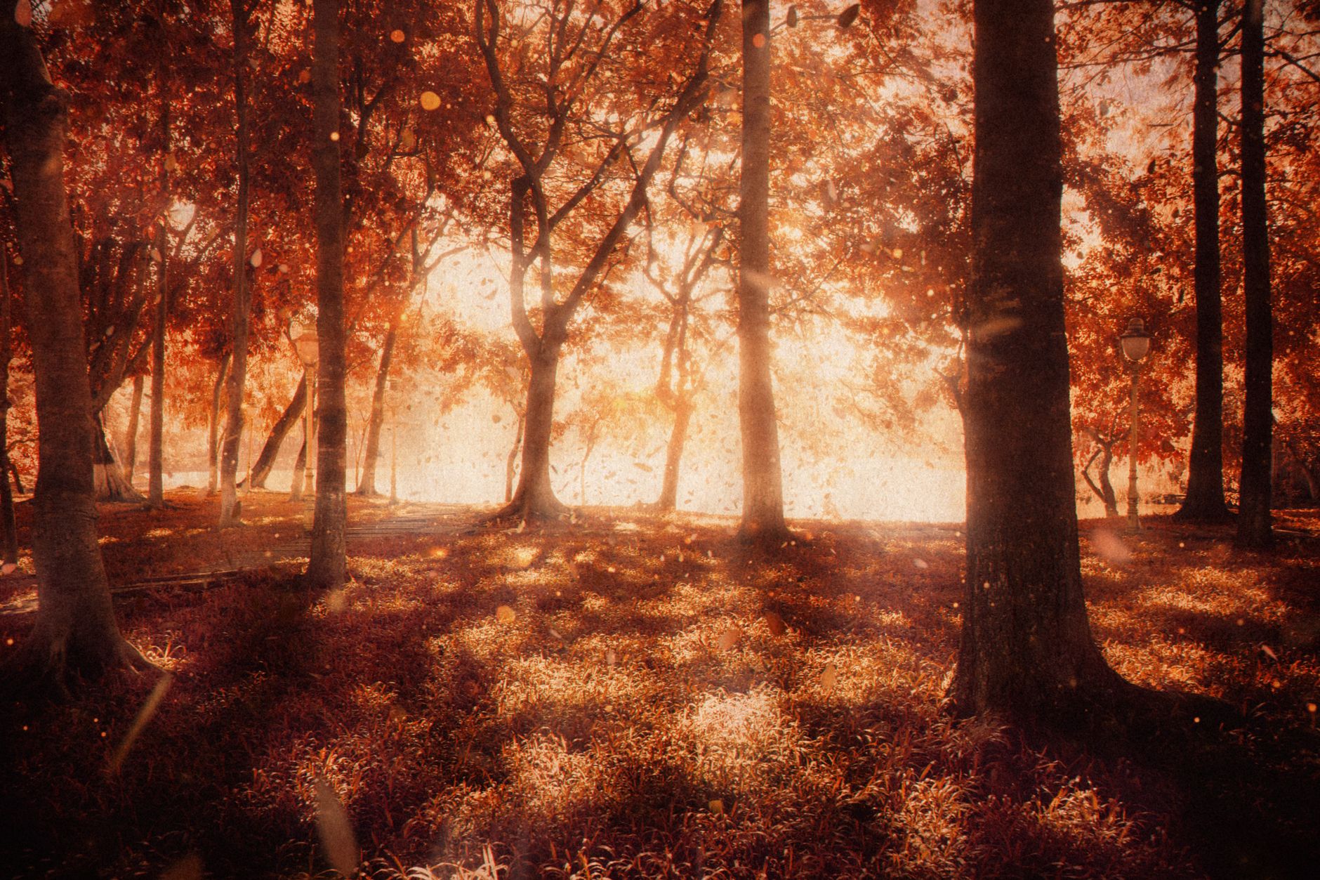 enchanting autumn forest at golden hour